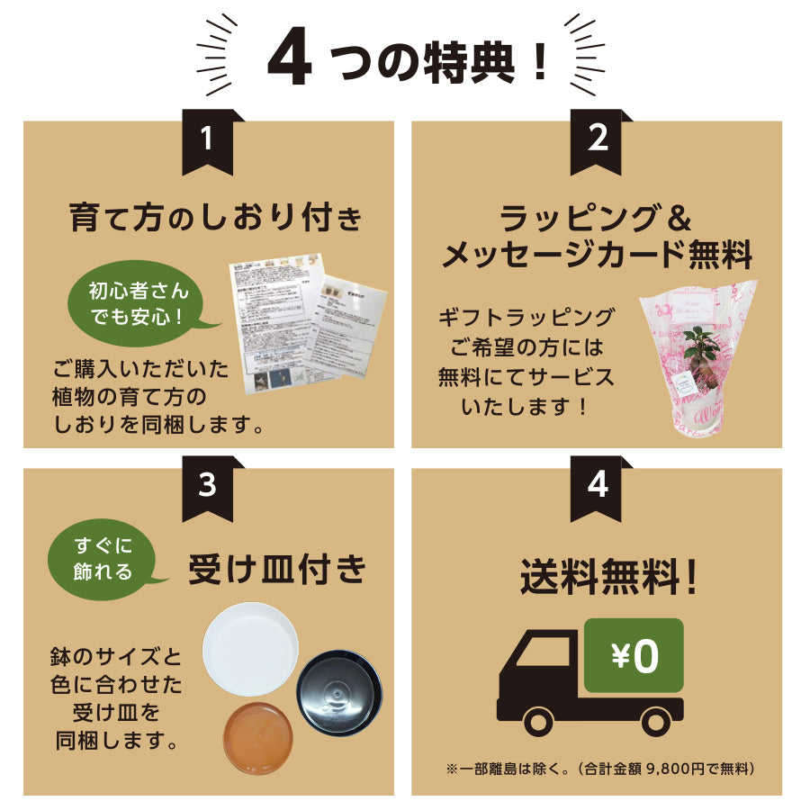 インドゴム ゴムの木 ソフィア フィカス 選べる樹形 7号 白プラスチック鉢 受皿付 バークチップ [白5]