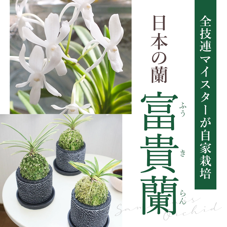 希少斑入り トックリラン ノリナ ポニーテールファイバー鉢お皿付き 希少斑入り トックリラン ノリナ ポニーテールファイバー鉢お皿付き