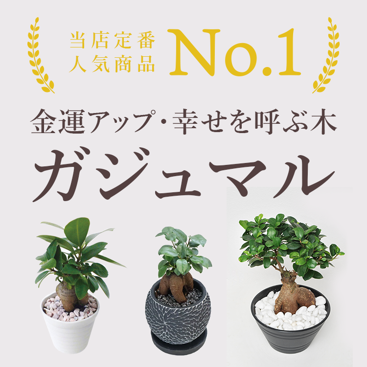 1点物【ガジュマル】クネクネ!8号 パンダガジュマル 8号 約75センチ 1点物【ガジュマル】クネクネ!8号 パンダガジュマル 8号 約75センチ