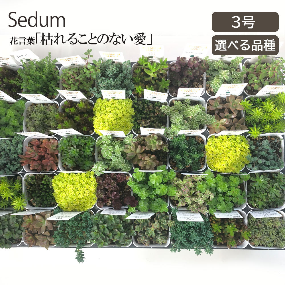 セダム 3号 ラウンド型 選べる品種 黒プラスチック鉢 黒皿付 ラッピング無料 多肉植物 送料無料 [黒3]