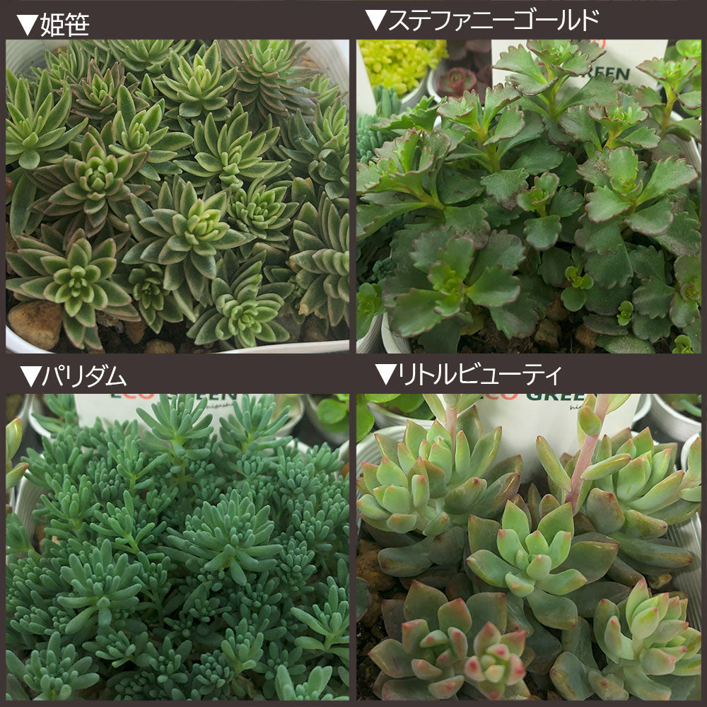 宝石のような観葉植物のお店 【Jewelry Plant】 セダム 3号 宝石のような観葉植物のお店 【Jewelry Plant】 セダム 3号