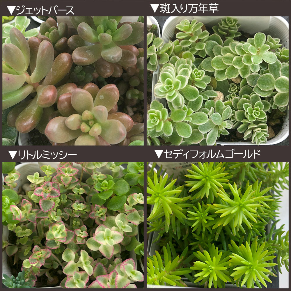 宝石のような観葉植物のお店 【Jewelry Plant】 セダム 3号 ラウンド型