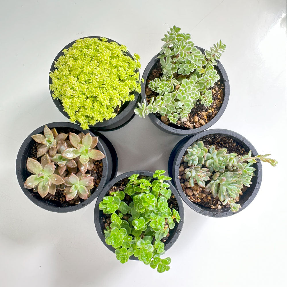衝撃の激安コスパ・掘り出し物も 宝石のような観葉植物のお店 【Jewelry 3号 セダム Plant】 その他観葉植物