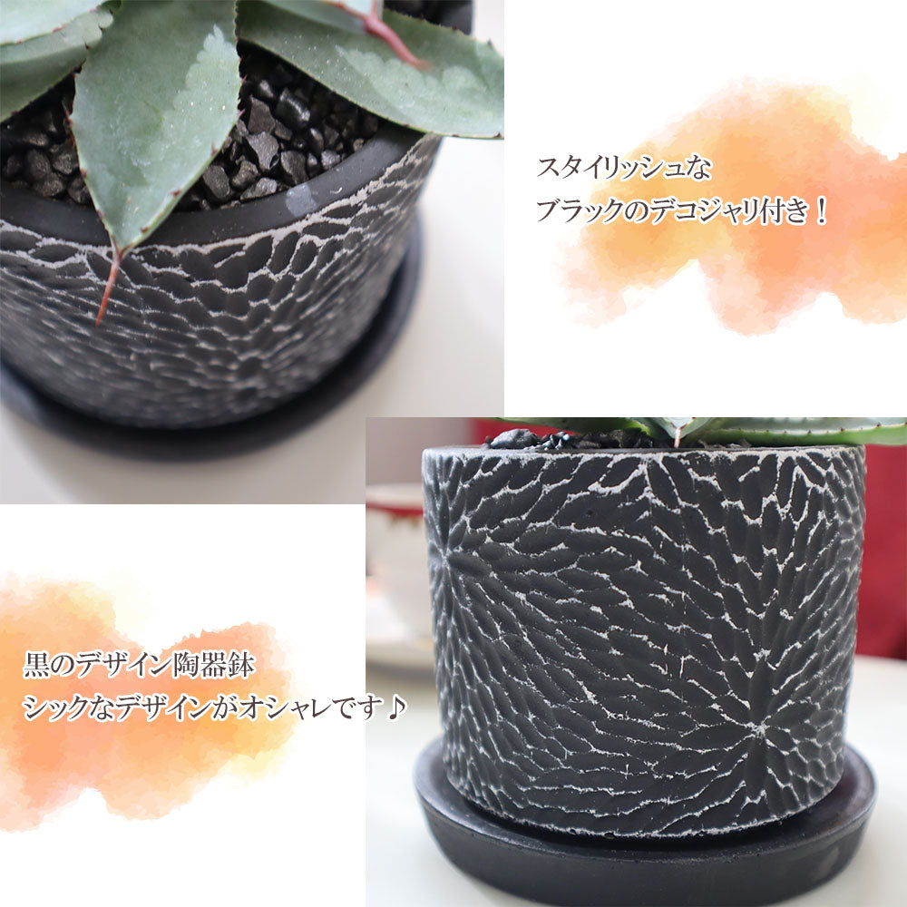 アガベ 黒筒陶器鉢 ４号 黒デコジャリ付 ソーサー付き