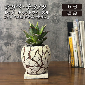 美株 イラン株 中株 アガベ クラウン 現物 鉢ごと 宝石のような観葉植物のお店 【Jewelry Plant】 アガベ 黒筒陶器鉢 4