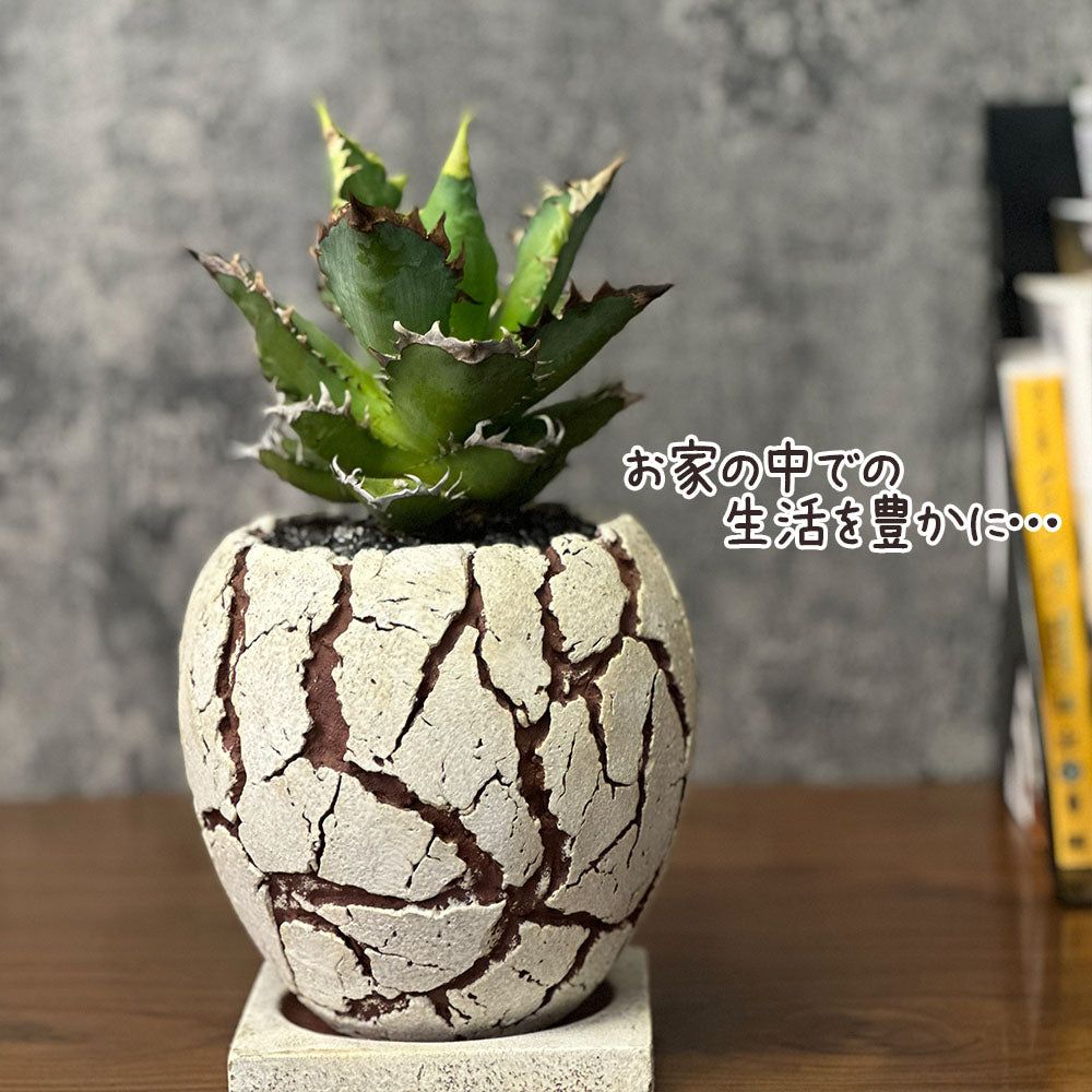 宝石のような観葉植物のお店 【Jewelry Plant】 アガベ 黒筒陶器鉢 4