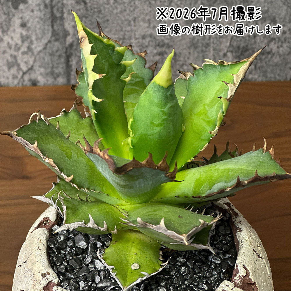 植木鉢 2点セット 陶器鉢 塊根植物 アガベ 宝石のような観葉植物のお店 【Jewelry Plant】 アガベ 黒筒陶器鉢 4