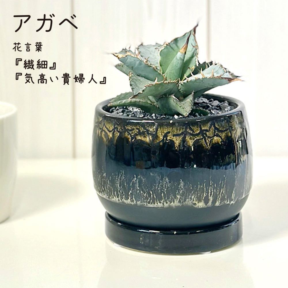 宝石のような観葉植物のお店 【Jewelry Plant】 アガベ 黒筒陶器鉢 4 