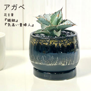宝石のような観葉植物のお店 【Jewelry Plant】 アガベ 黒筒陶器鉢 4