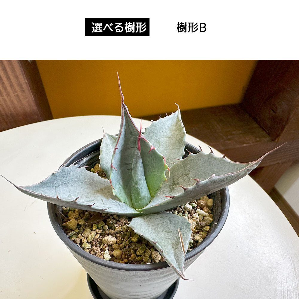 宝石のような観葉植物のお店 【Jewelry Plant】 アガベ パラサナ