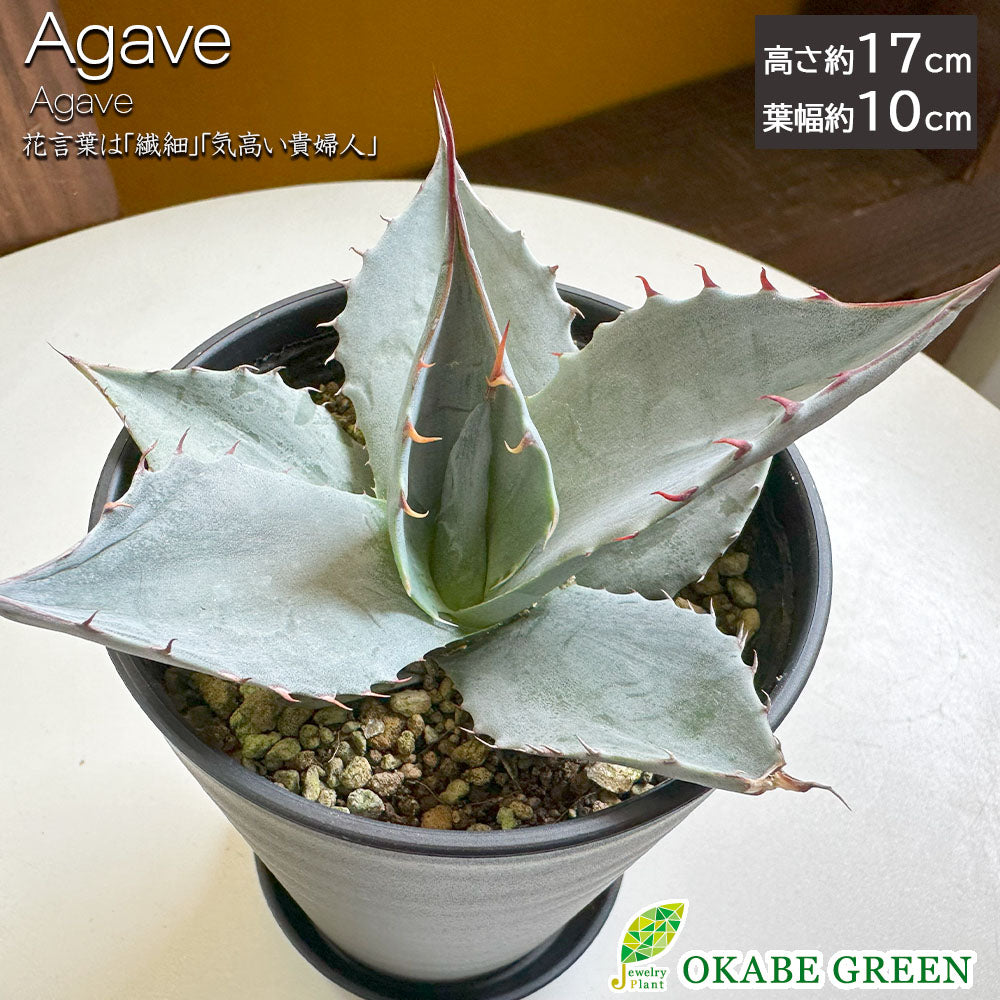 宝石のような観葉植物のお店 【Jewelry Plant】 アガベ パラサナ 
