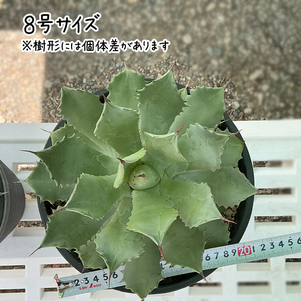 アガベ 雷神 選べるサイズ 7号 8号 黒セラアート鉢 送料別