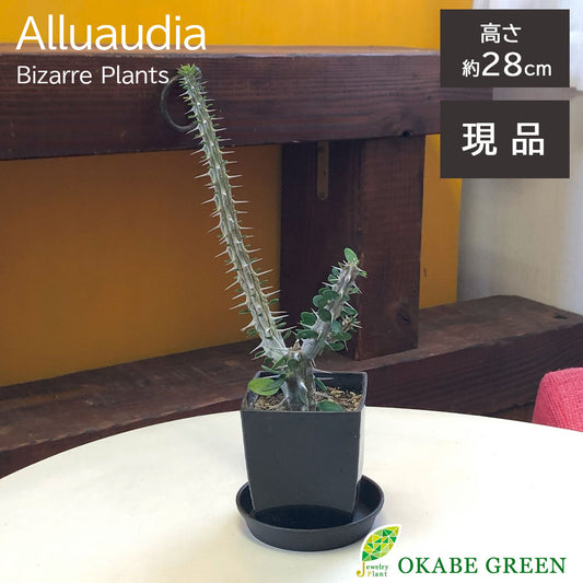 多肉植物 – Jewelry Plant online