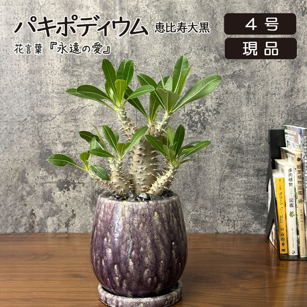 希少品種 塊根植物 パキポディウム 恵比寿大黒 5号 現品 送料別