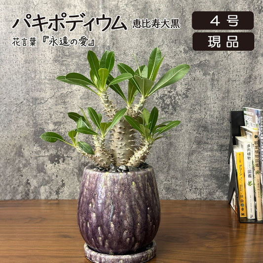 希少品種  塊根植物 パキポディウム 恵比寿大黒 4号 現品 送料別