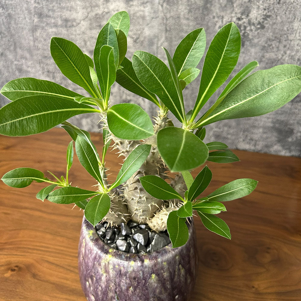 希少品種 塊根植物 パキポディウム 恵比寿大黒 5号 現品 送料別