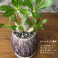 希少品種 塊根植物 パキポディウム 恵比寿大黒 5号 現品 送料別