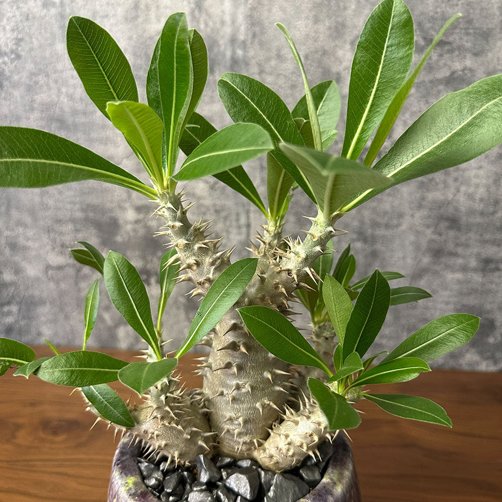 希少品種 塊根植物 パキポディウム 恵比寿大黒 5号 現品 送料別