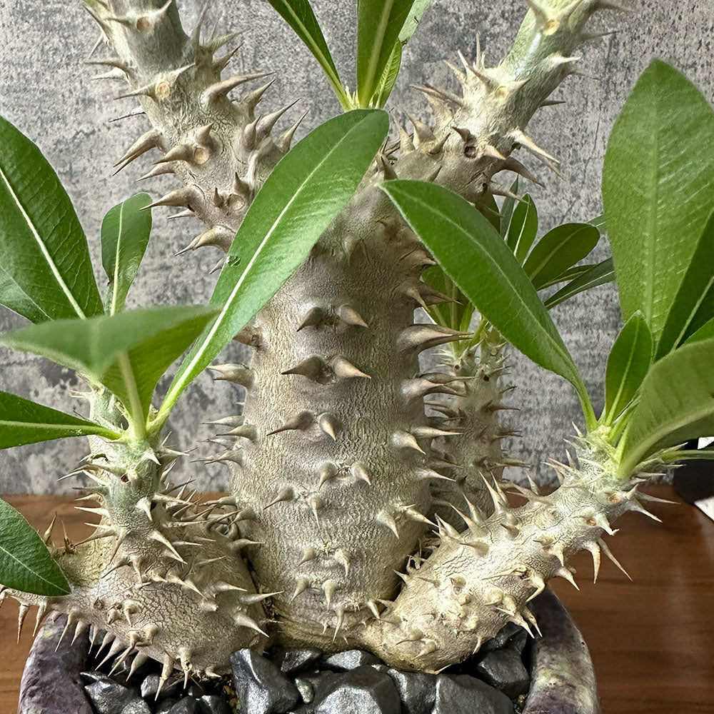 希少品種 塊根植物 パキポディウム 恵比寿大黒 4号 現品 送料別