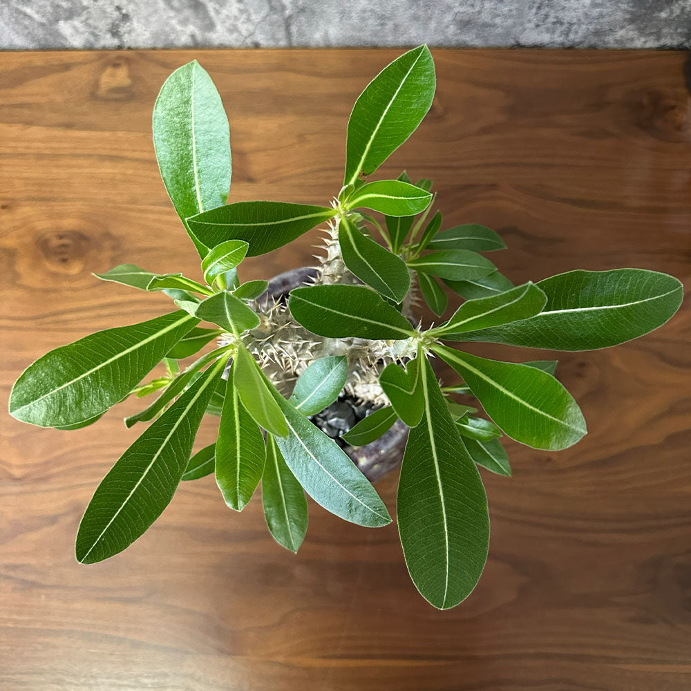 希少品種 塊根植物 パキポディウム 恵比寿大黒 5号 現品 送料別