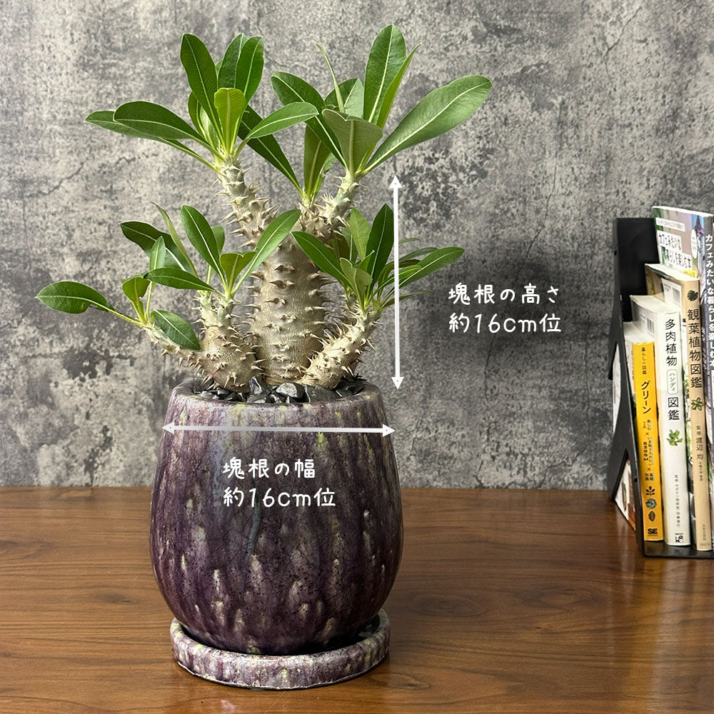 希少品種 塊根植物 パキポディウム 恵比寿大黒 5号 現品 送料別