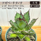 アガベ チタノタ レッド キャットウィーズル 5号 【現品】 選べる樹形 緑プラスチック鉢