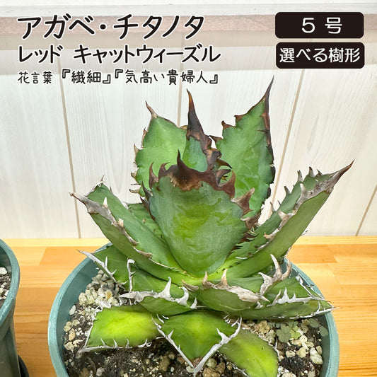 アガベ チタノタ レッド キャットウィーズル 5号 【現品】 選べる樹形 緑プラスチック鉢