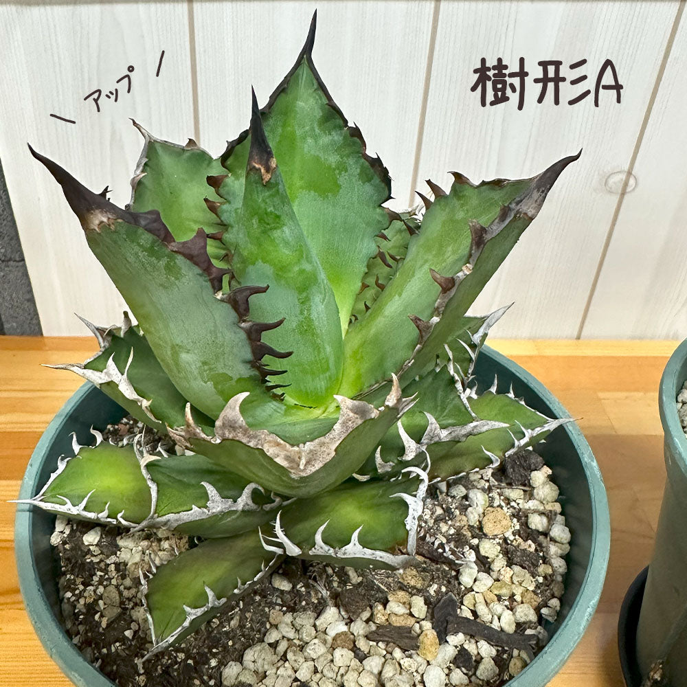 アガベ チタノタ レッド キャットウィーズル 5号 【現品】 選べる樹形 緑プラスチック鉢