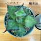 アガベ チタノタ レッド キャットウィーズル 5号 【現品】 選べる樹形 緑プラスチック鉢