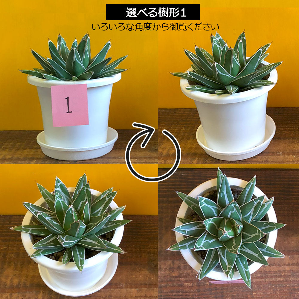 宝石のような観葉植物のお店 【Jewelry Plant】 アガベ 笹の雪 宝石のような観葉植物のお店 【Jewelry Plant】 アガベ 笹の雪