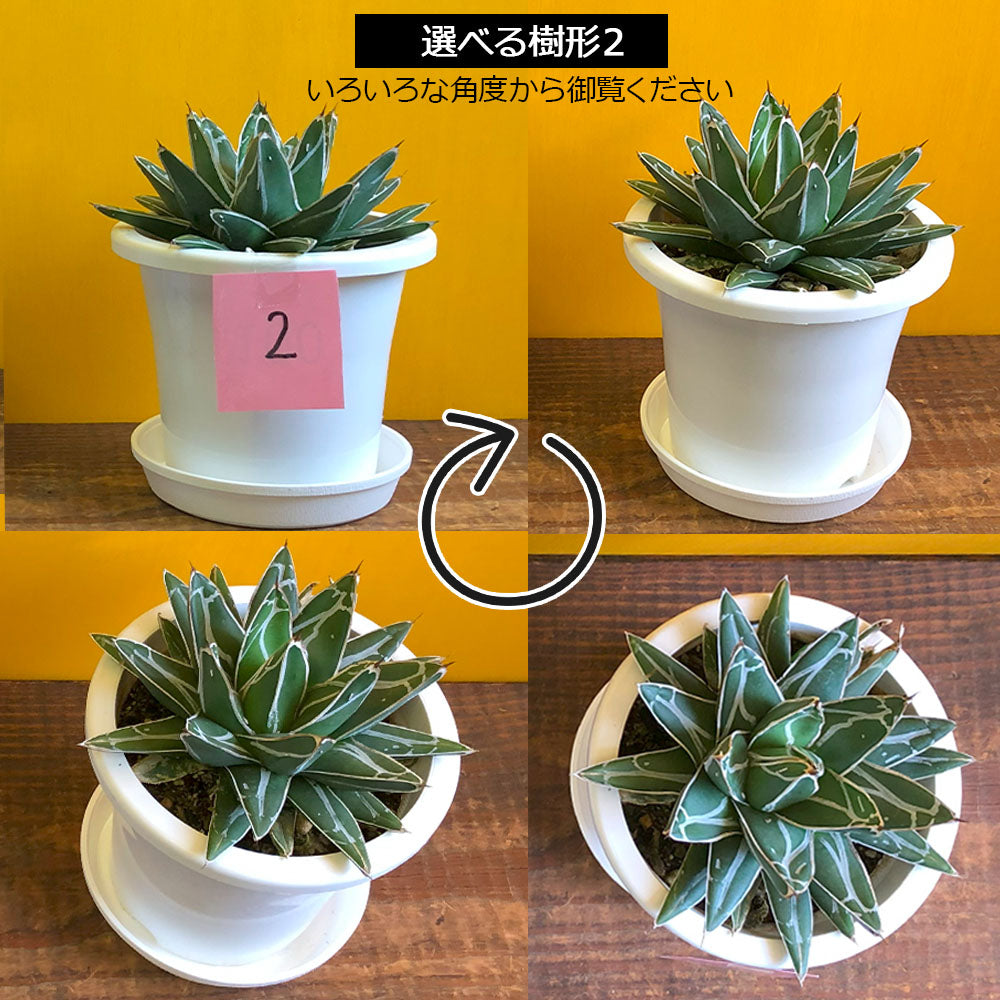 宝石のような観葉植物のお店 【Jewelry Plant】 アガベ 笹の雪 5号 黒