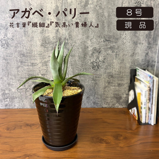 観葉植物 アガベ パリー パリィ 8号 黒横縞陶器鉢 多肉植物 送料無料