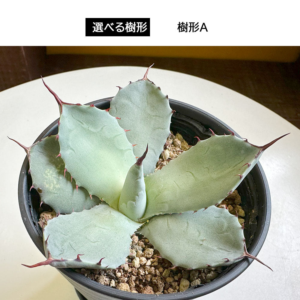 宝石のような観葉植物のお店 【Jewelry Plant】 アガベ ロファンサ ５号 【現品】 選べる樹形 黒セラアート鉢 黒デコジャリ大付 –  Jewelry Plant online