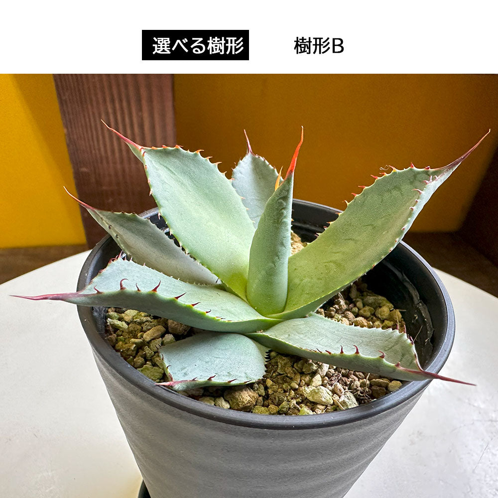 宝石のような観葉植物のお店 【Jewelry Plant】 アガベ ロファンサ ５号 【現品】 選べる樹形 黒セラアート鉢 黒デコジャリ大付 –  Jewelry Plant online