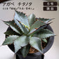 アガベ チタノタ ブルー 5号【現品】黒プラスチック鉢 黒皿付 ティタノタ 多肉植物 [黒5]