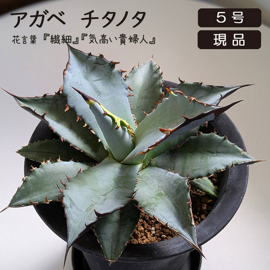 アガベ チタノタ ブルー 5号【現品】黒プラスチック鉢 黒皿付 ティタノタ 多肉植物 [黒5]