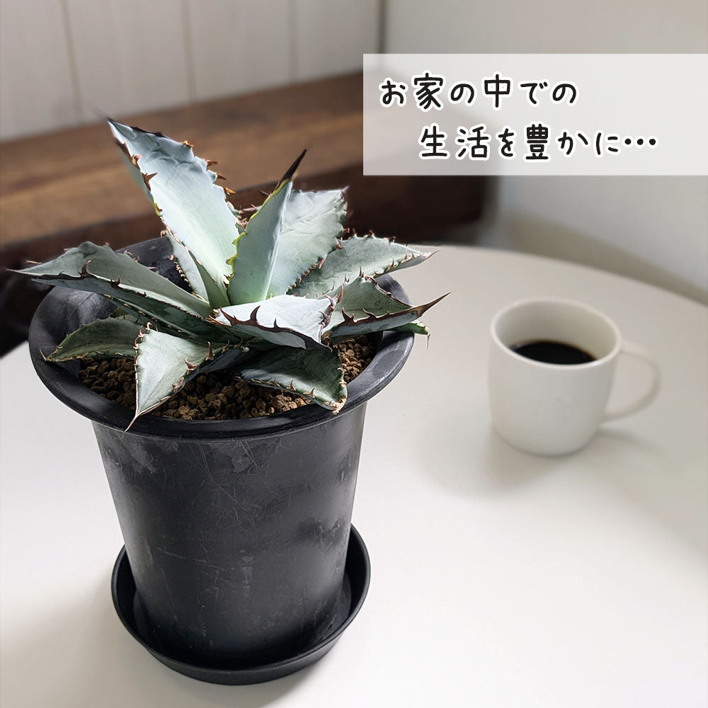 アガベ チタノタ ブルー 5号【現品】黒プラスチック鉢 黒皿付 ティタノタ 多肉植物 [黒5]