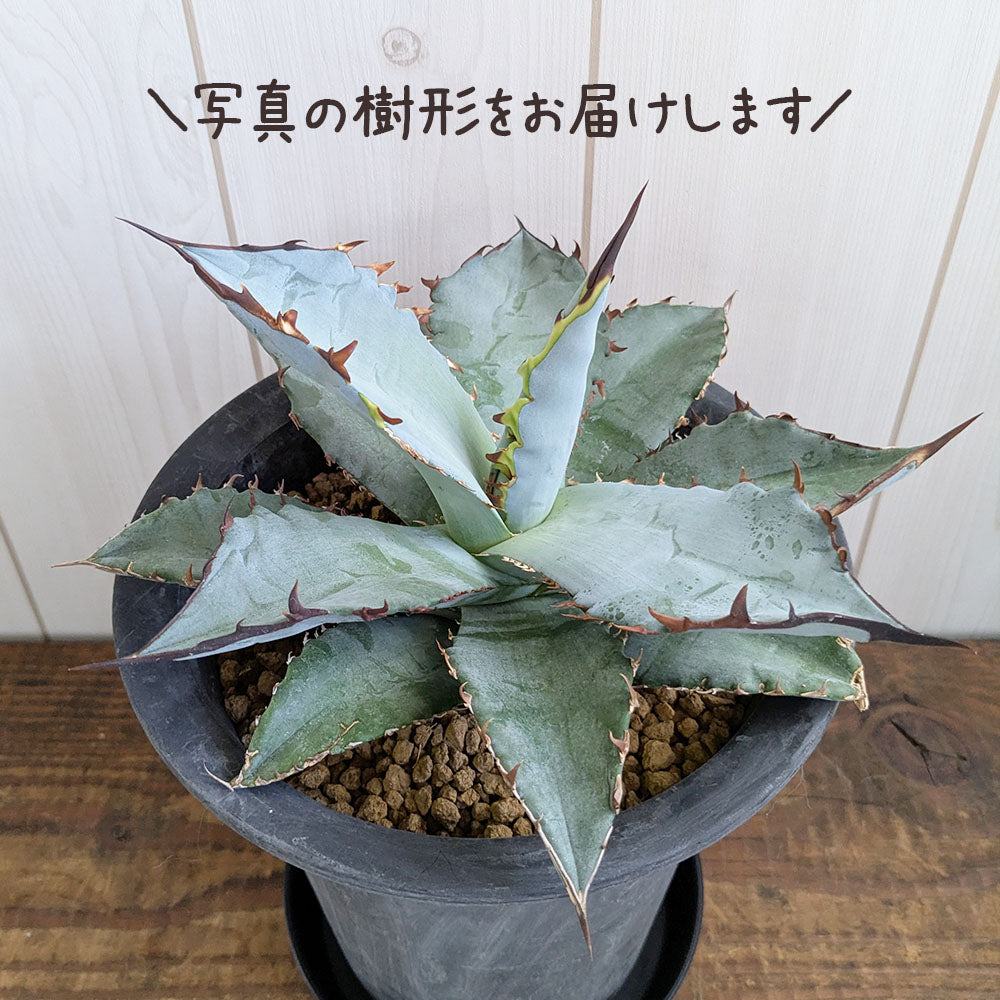 アガベ チタノタ ブルー 5号【現品】黒プラスチック鉢 黒皿付 ティタノタ 多肉植物 [黒5]