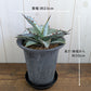 アガベ チタノタ ブルー 5号【現品】黒プラスチック鉢 黒皿付 ティタノタ 多肉植物 [黒5]