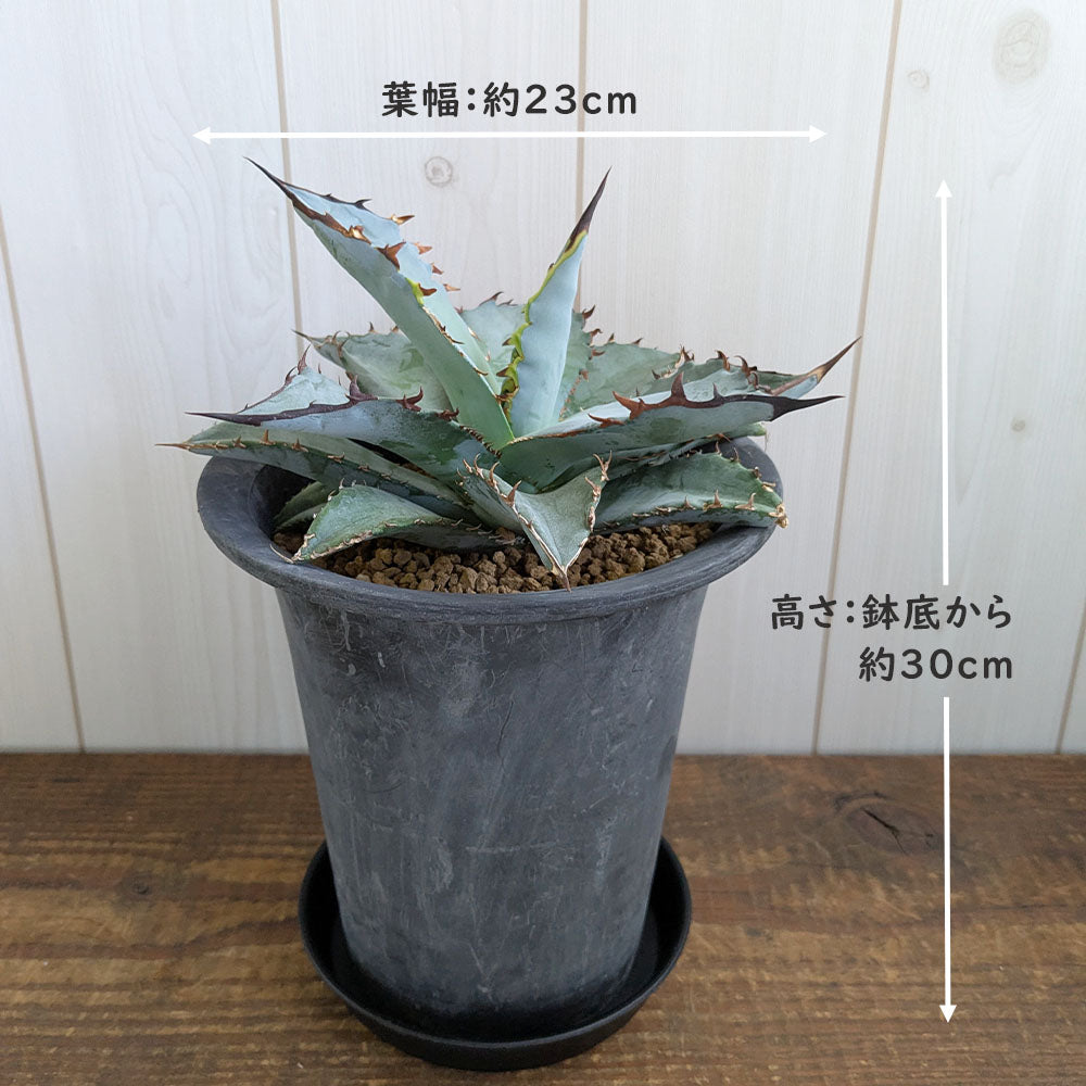 アガベ チタノタ ブルー 5号【現品】黒プラスチック鉢 黒皿付 ティタノタ 多肉植物 [黒5]