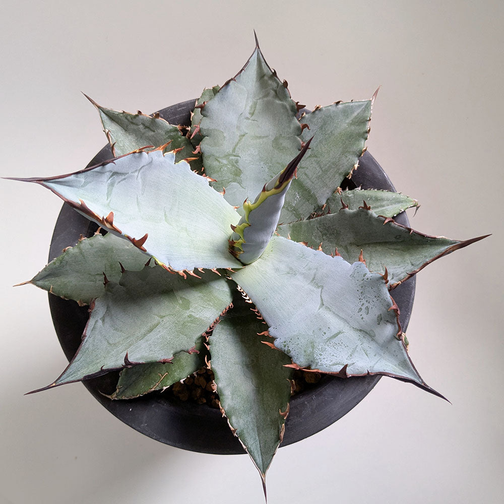 アガベ チタノタ ブルー 5号【現品】黒プラスチック鉢 黒皿付 ティタノタ 多肉植物 [黒5]