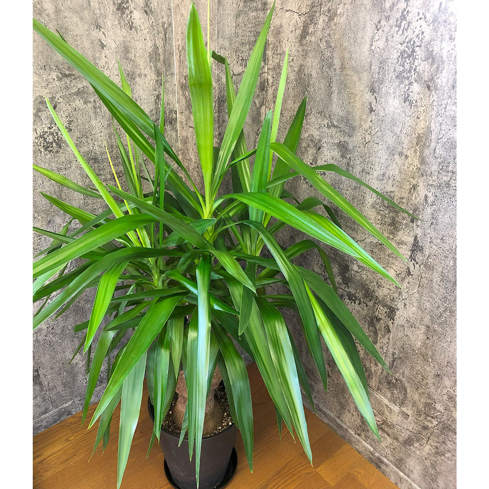 宝石のような観葉植物のお店 【Jewelry Plant】 ユッカ マヤツリー 10
