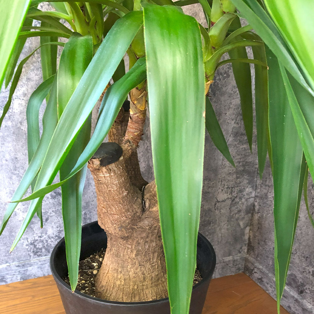 宝石のような観葉植物のお店 【Jewelry Plant】 ユッカ マヤツリー 10