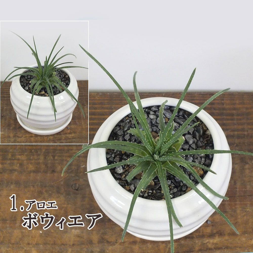 多肉植物 アロエ ☆デラエティ☆ レア植物 - 植物/観葉植物