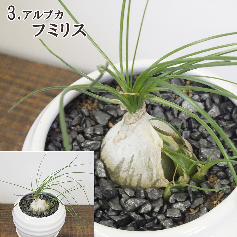 宝石のような観葉植物のお店 【Jewelry Plant】 選べる品種 多肉植物