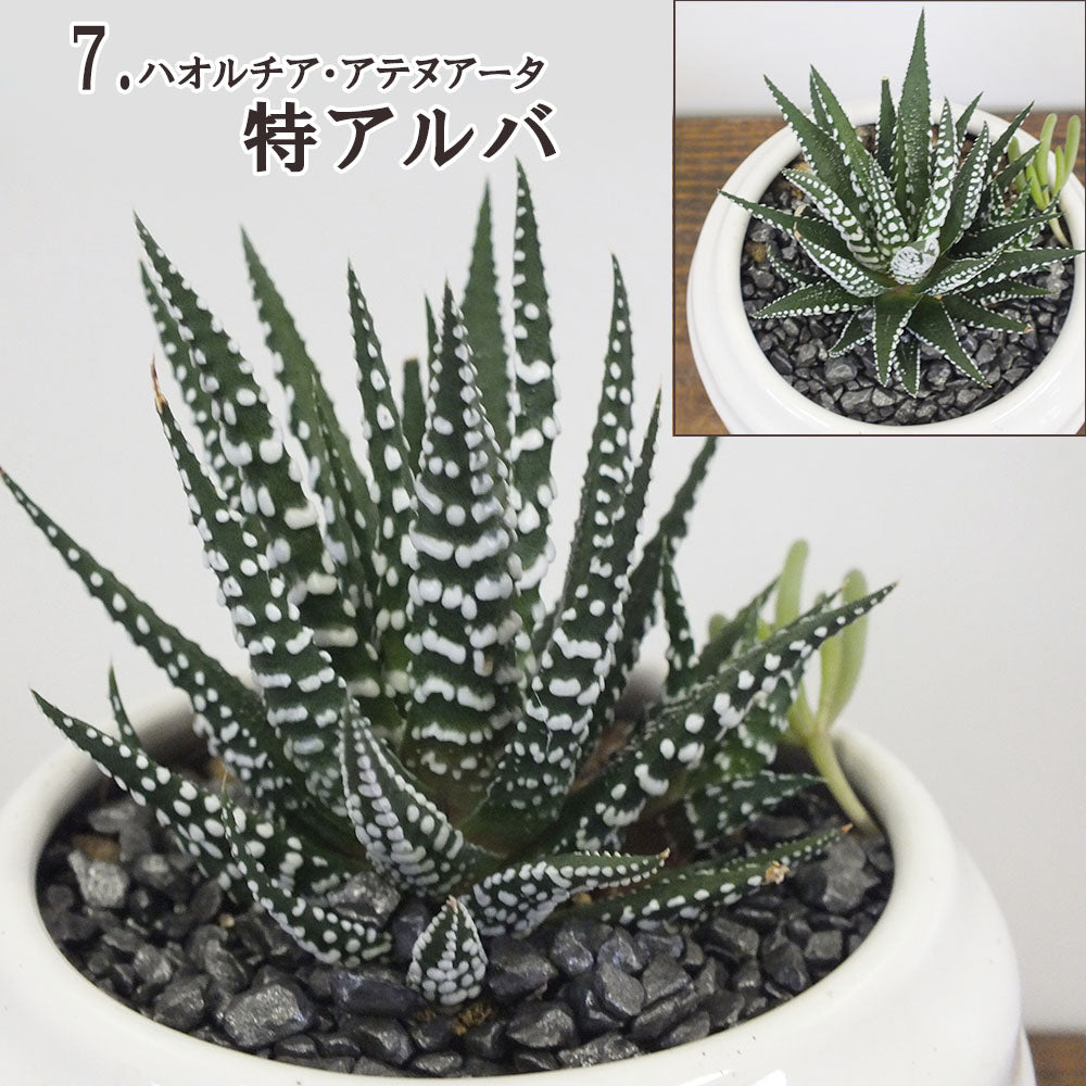 宝石のような観葉植物のお店 【Jewelry Plant】 選べる品種 多肉植物 