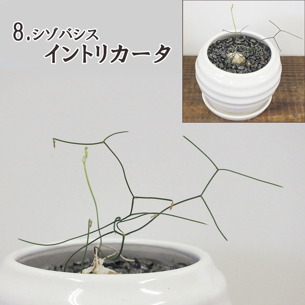 宝石のような観葉植物のお店 【Jewelry Plant】 選べる品種 多肉植物