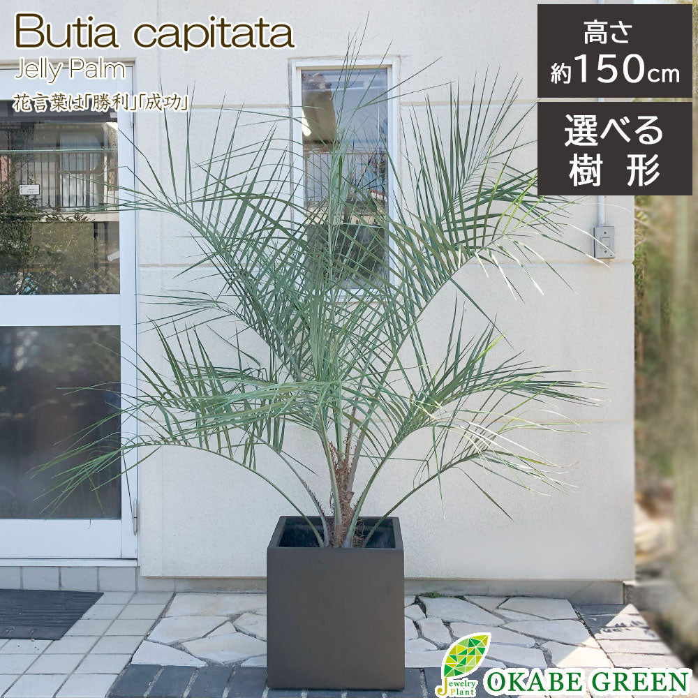 宝石のような観葉植物のお店 【Jewelry Plant】 ココスヤシ 選べる樹形 