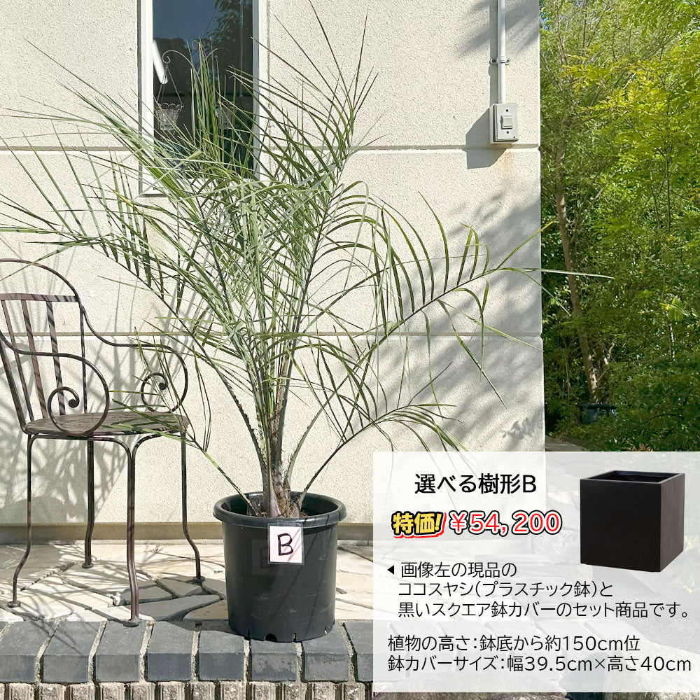 宝石のような観葉植物のお店 【Jewelry Plant】 ココスヤシ 選べる樹形 13号 【現品】 黒角鉢 鉢直40cm 大型 – Jewelry  Plant online