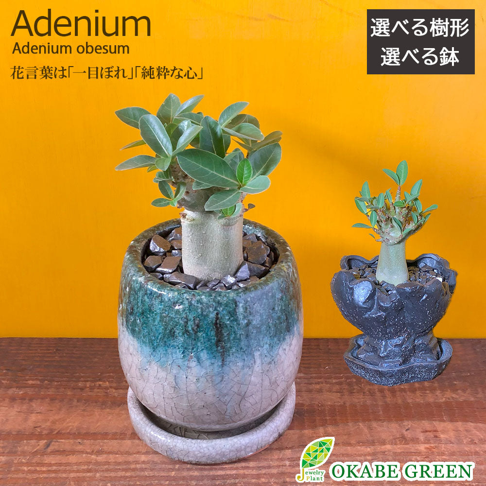 アデニウム 大株 塊根植物 植物 花 性的